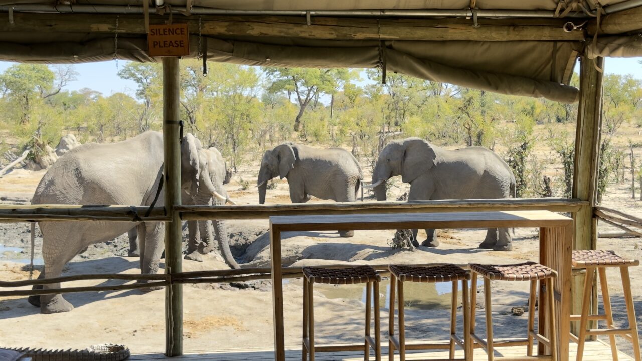 My Visit to Chobe Forest Camp | Kasane, Botswana - Chobe Forest Camp